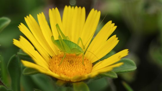 The Katydid Is a Vibrant Master of Disguise (and Nocturnal!)