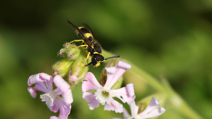 Potter wasp