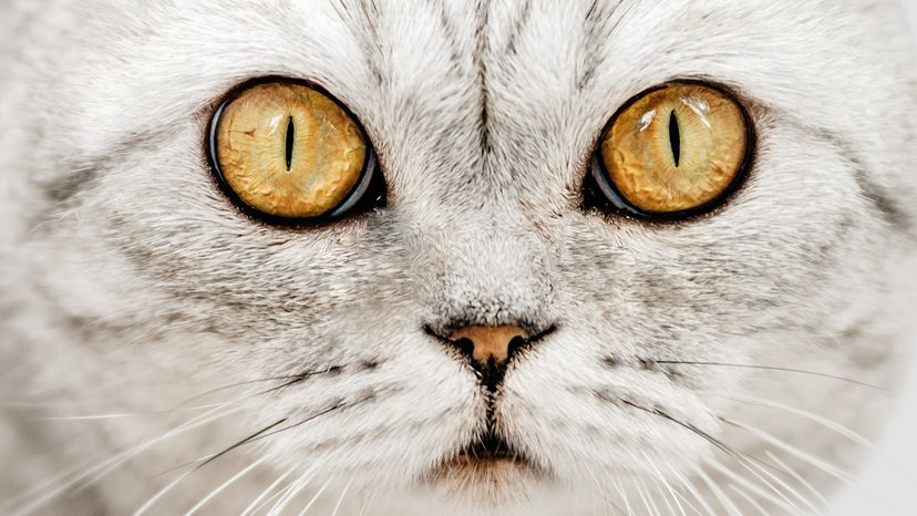 Close-up of a cat