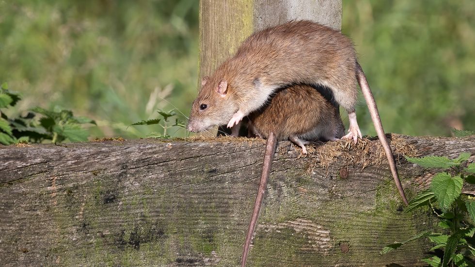 Is the Rat King Real or Simply an Urban Legend?
