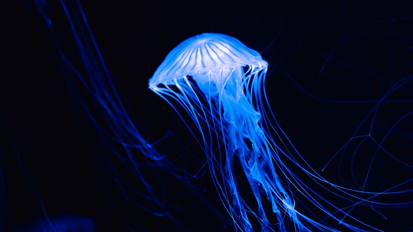 Blue jellyfish