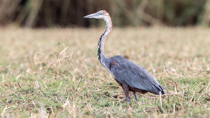 goliath heron