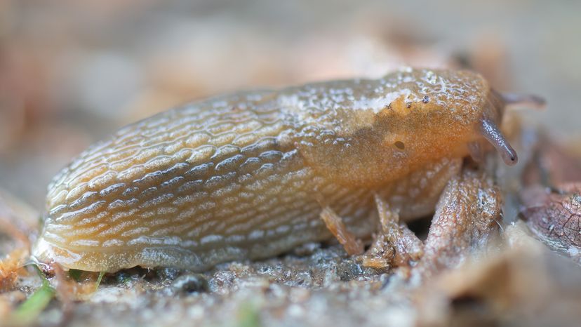 Brown garden slug