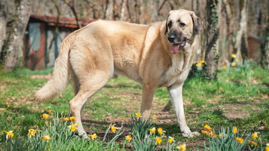 Anatolian Shepherd vs. Kangal: More Than Just Regional Variation