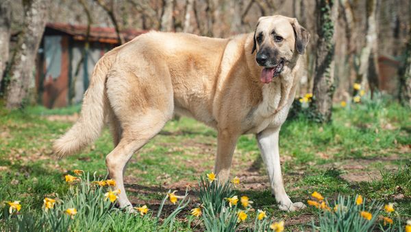 Anatolian Shepherd vs. Kangal: More Than Just Regional Variation