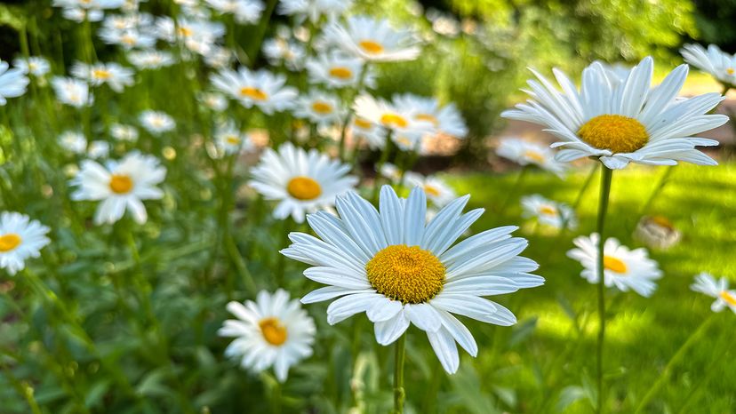 Daisies