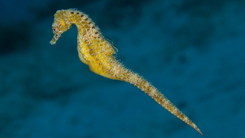 Seahorse