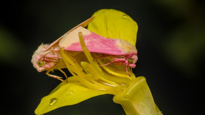 Rosy Maple Moth