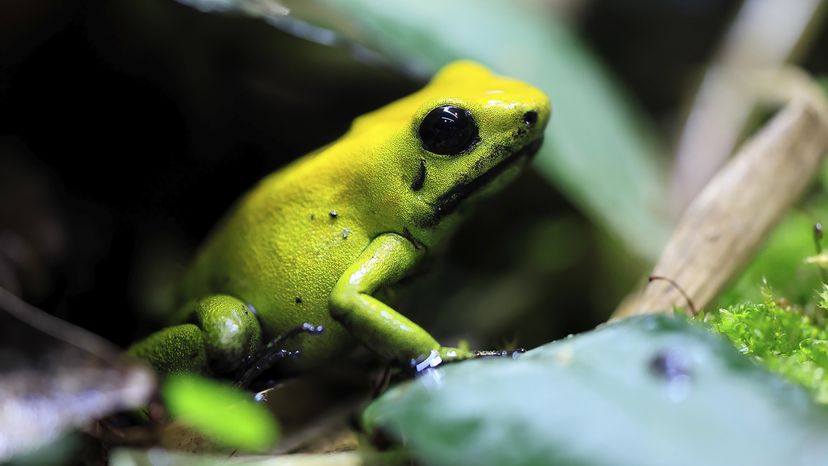 Black-legged poison dart frog