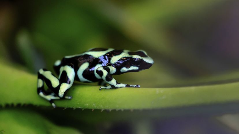 Green and black poison dart frog