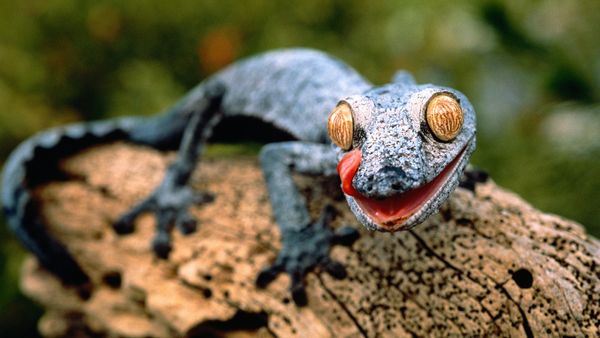 There Are 4 Types of Reptiles, But 1 Only Exists in New Zealand