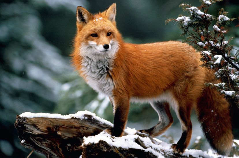 Red fox