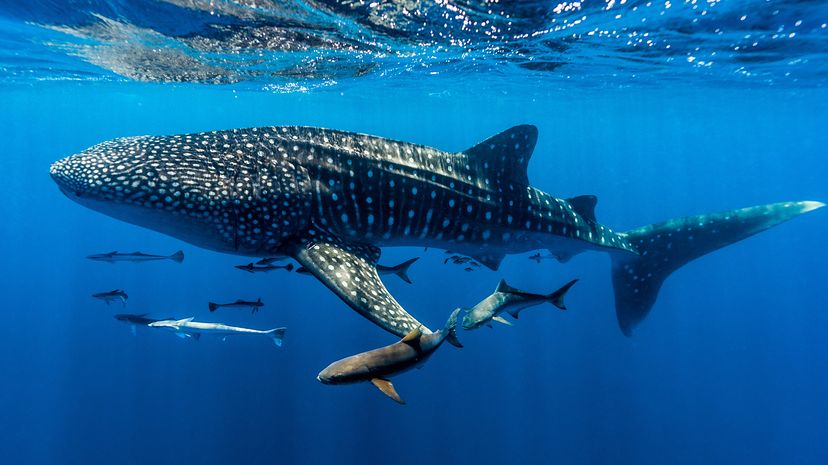 Whale shark