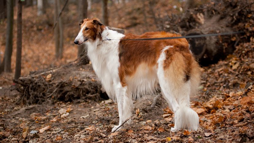 Borzoi