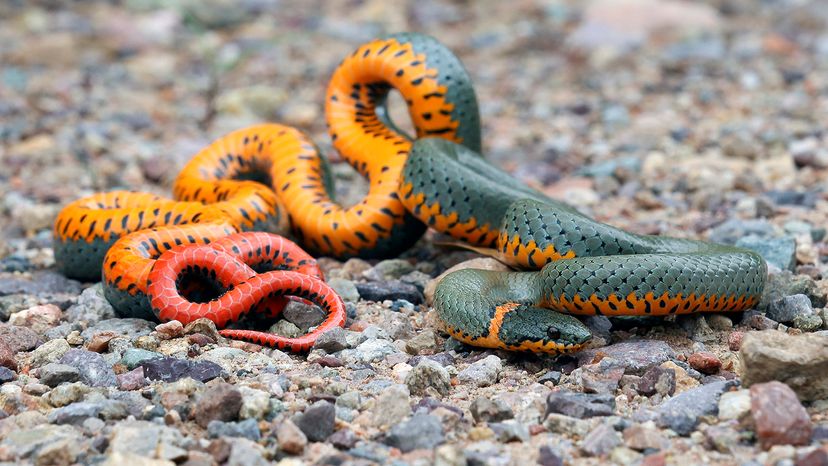 Ring-necked snake