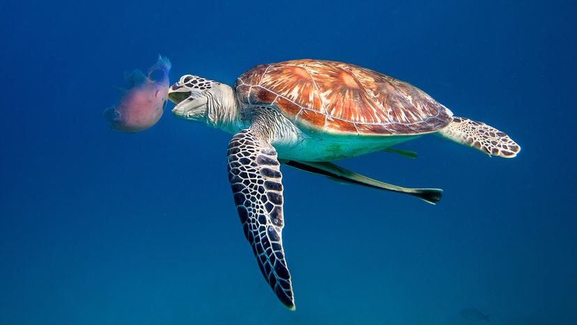 Green Turtle eating a Red Jellyfish