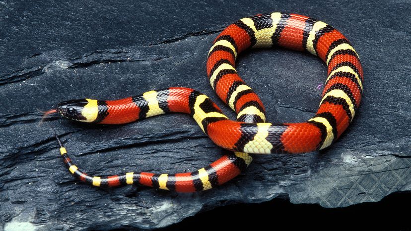 Milk snake