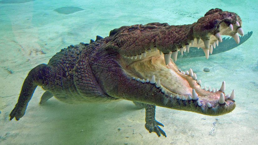 Saltwater crocodile