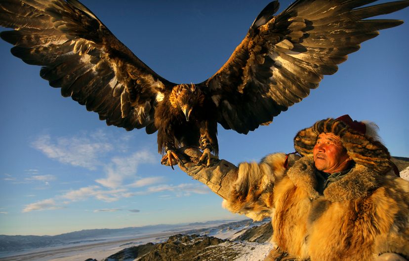 Golden eagle