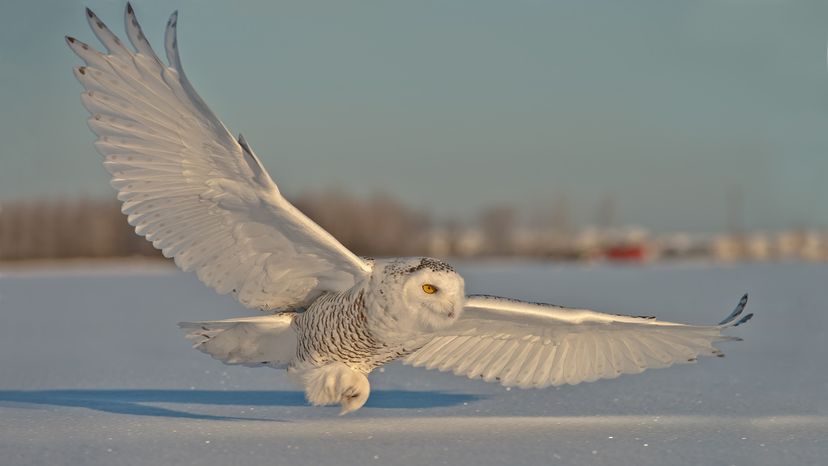 Snowy owl