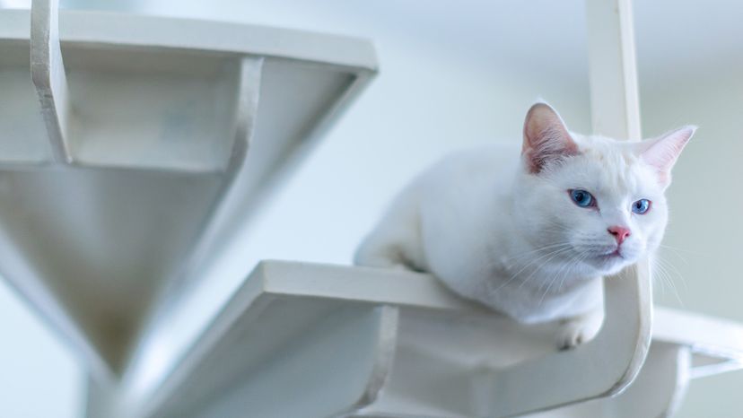 Turkish Angora cat