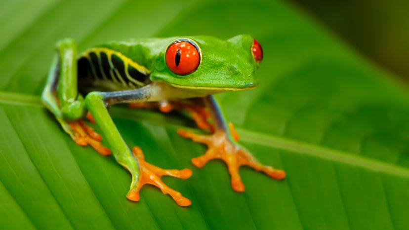 red-eyed tree frog