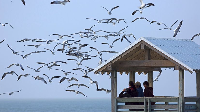 Birdwatching on South Padre Island, Texas