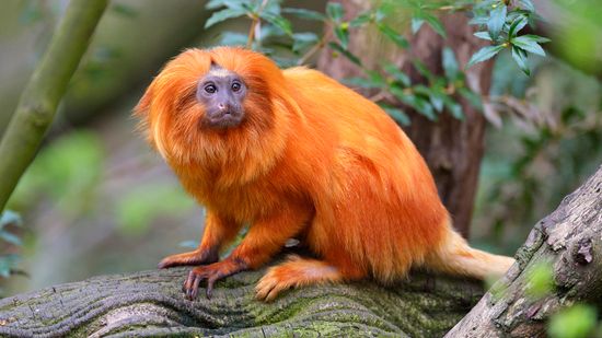 15 Types of Monkeys Climbing Trees All Around the World