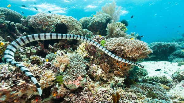 Black and white striped snake swimming through coral reef in water