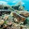 The Sea Snake Can Be More Venomous Than Rattlesnakes