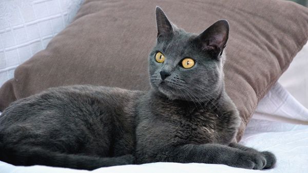 The Chartreux Cat Was Almost Lost in World War II