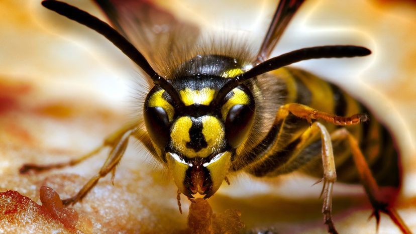 Yellow jacket