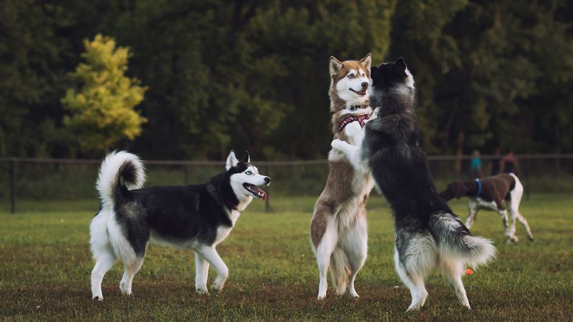 Siberian huskies