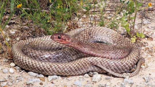 What Is the Fastest Snake in the World?