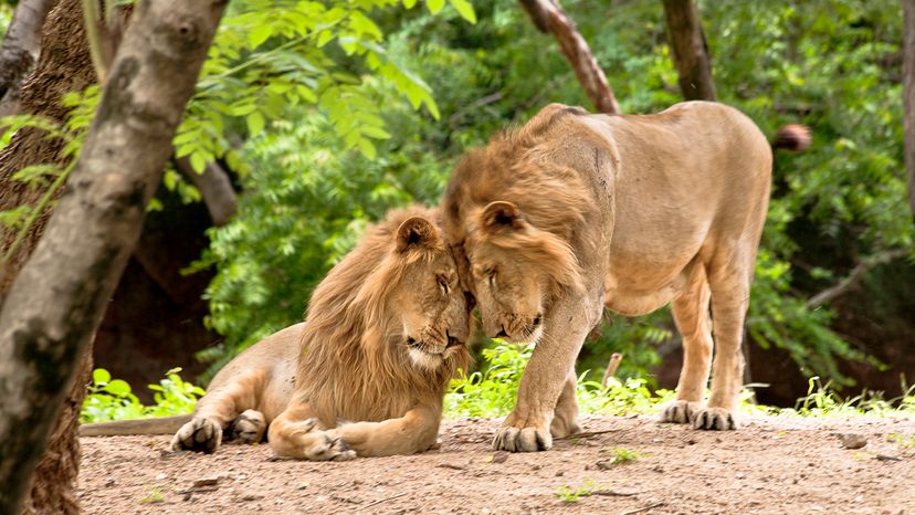 lions