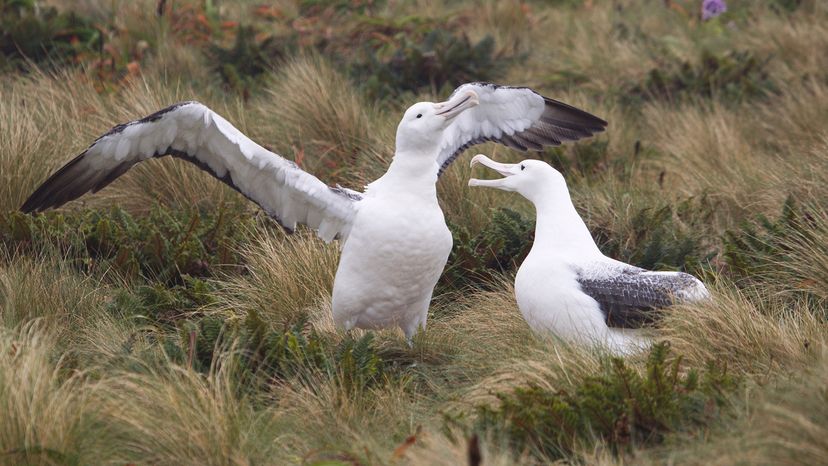 Royal albatrosses