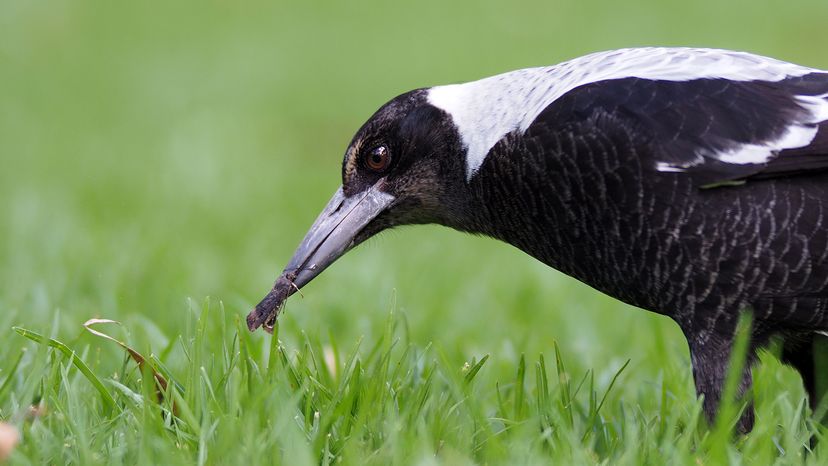 Australian Magpie