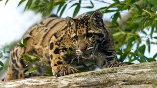 Clouded Leopard Has Proportionally Largest Teeth of All Cats