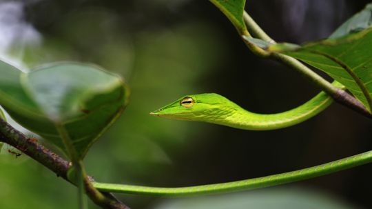 The Vine Snake Is a Slender, Tree-climbing Carnivore