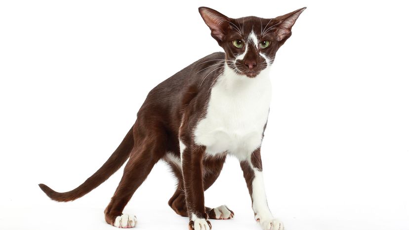 Oriental Shorthair