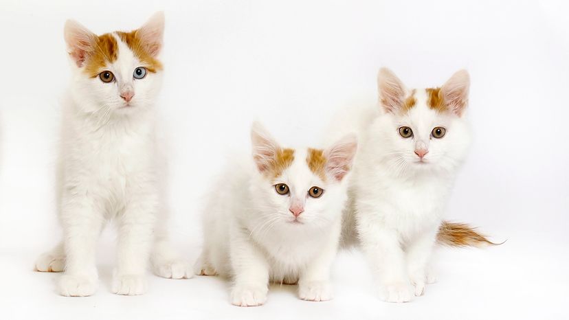 Turkish Van