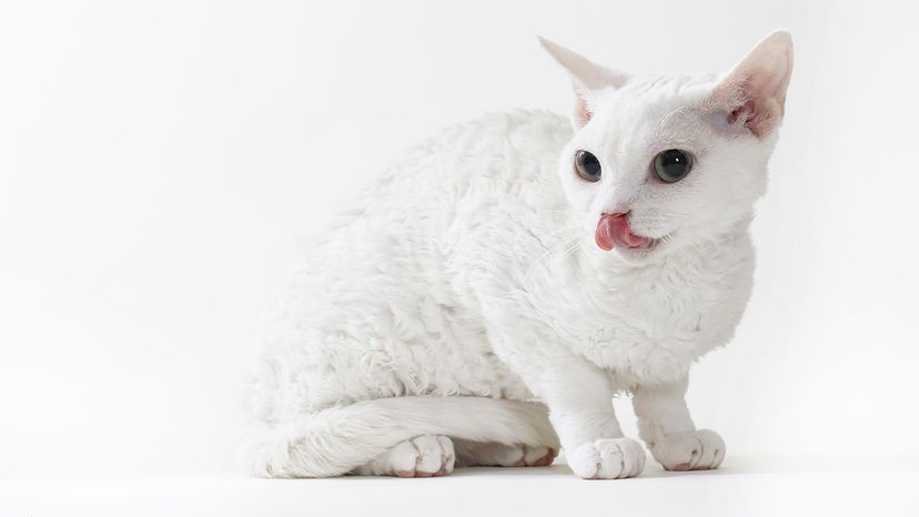 Devon Rex