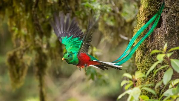 Colorful bird flying through green trees