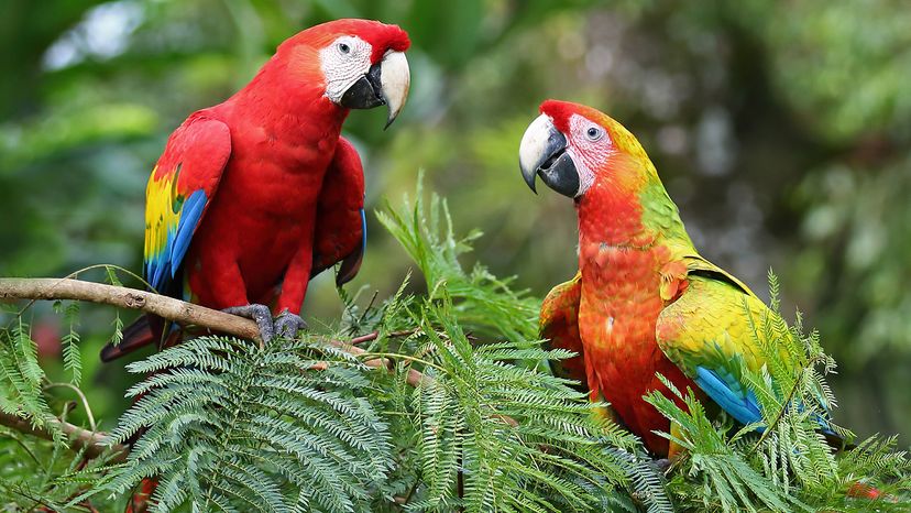 Scarlet macaws