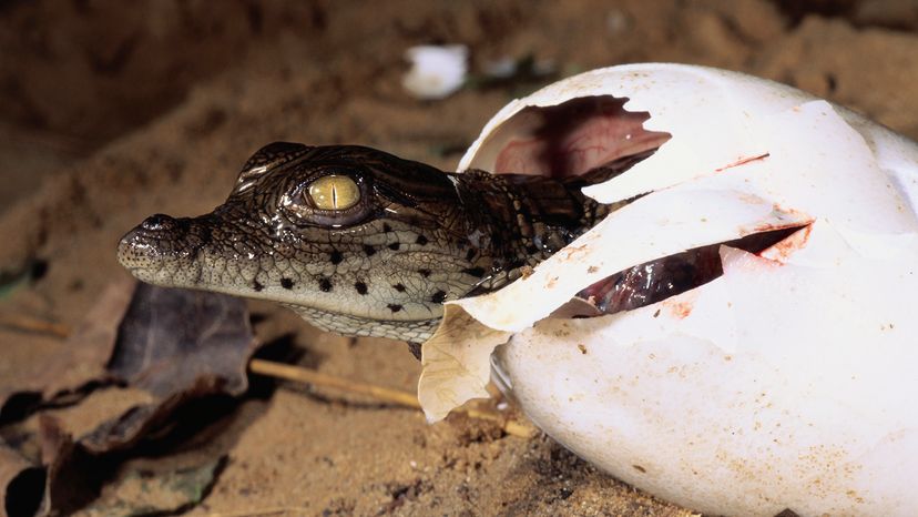 Baby crocodile hatching from egg