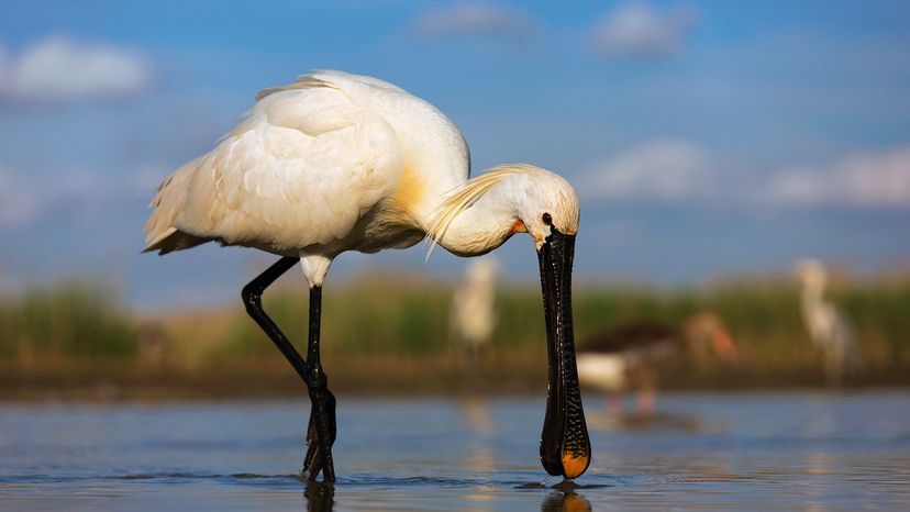 Eurasian spoonbill
