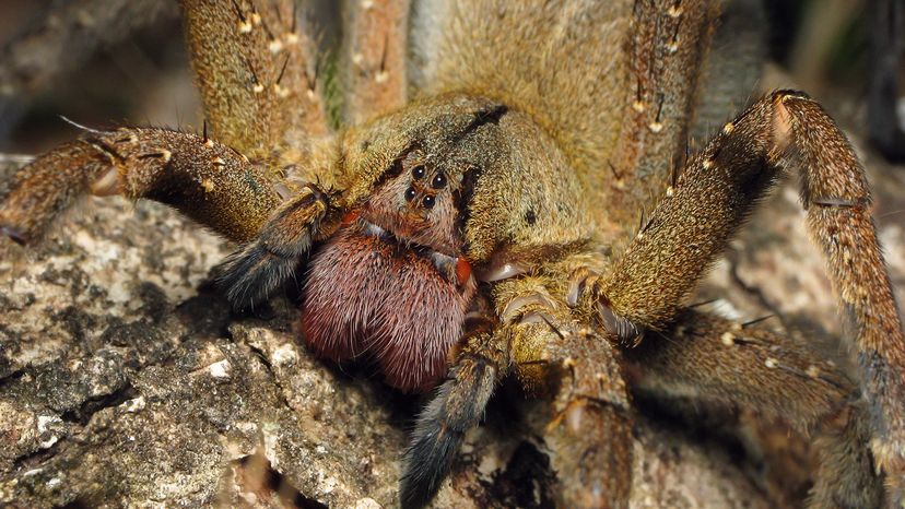 Brazilian wandering spider