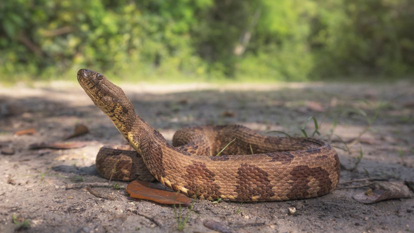 Brown water snake