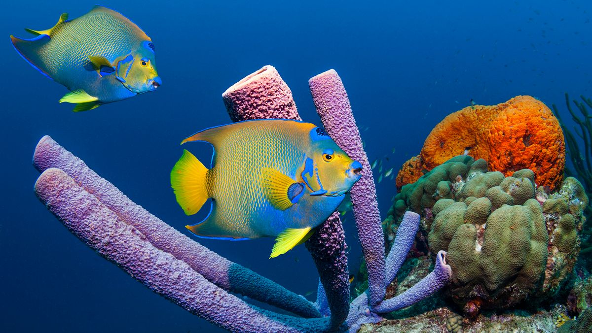 17 Animals That Start With 'Q': From Quetzals to Quokkas | HowStuffWorks