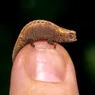 The World's Smallest Lizard Is Tinier Than a Quarter